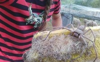 Những lý do khiến chúng ta chỉ nên yêu nước Úc... từ xa mà thôi Những lý do khiến chúng ta chỉ nên yêu nước Úc... từ xa mà thôi