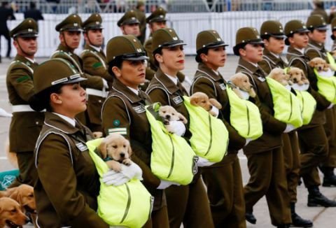 Chó nghiệp vụ gây sốt tại lễ diễu binh Chile vì…quá dễ thương