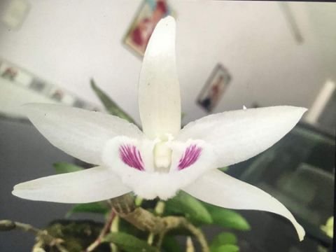 Ngắm gốc lan giả hạc 5 cánh trắng giá gần 7 tỉ đồng