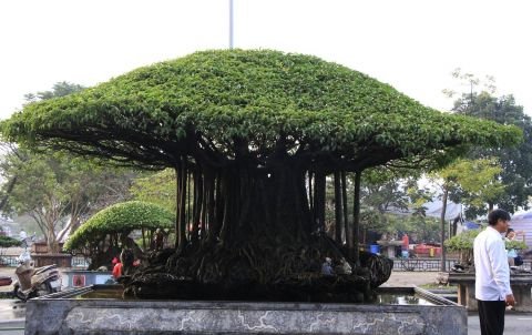 Mãn nhãn với 'Nhất Tọa Kinh Thiên' hơn 100 năm tuổi, giá hơn 5 tỷ