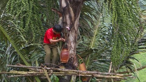 Cực lạ Gia Lai: Loài cây trực tiếp cho rượu 'vạn người mê'