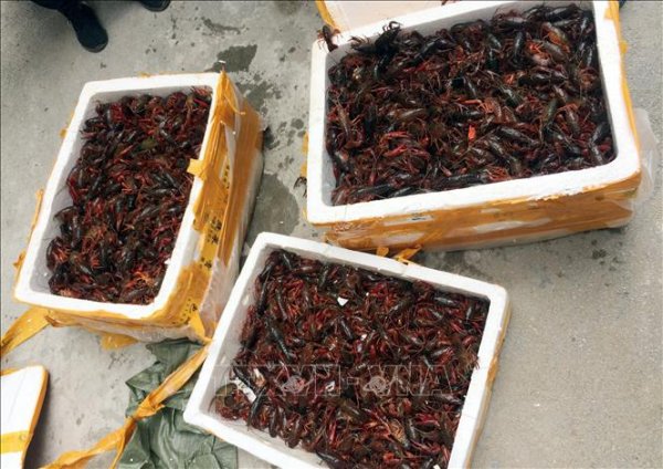 Lạng Sơn: Bắt giữ gần 50kg tôm hùm đất nhập lậu