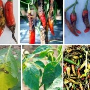 Chăm sóc và phòng trừ bệnh thán thư trên ớt trong mùa mưa