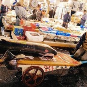Ghé chợ Tsukiji