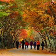 Lịch dự báo mùa lá đổi màu tại Hàn Quốc trong năm 2018