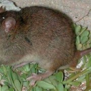 Chuột nâu Úc là động vật có vú đầu tiên tuyệt chủng vì biến đổi khí hậu