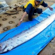 Xác cá "rồng biển" khiến người dân Nhật Bản lo lắng