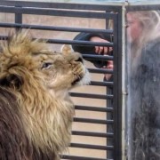 Khu bảo tồn sư tử ở Nam Phi có dịch vụ 'ngược đời'