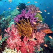 Lặng ngắm san hô: Khám phá vẻ đẹp kỳ diệu của đại dương