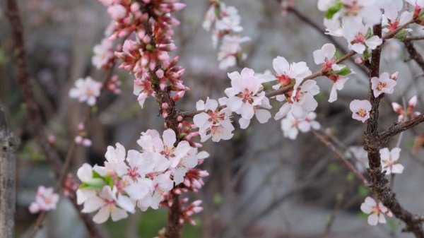 Vivu : Hàn Quốc đời thật có thực sự giống trong phim ?