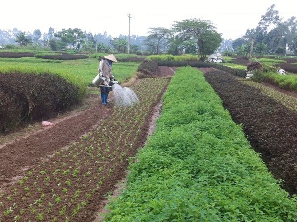 Gỡ vướng nhằm thúc đẩy sản xuất nông nghiệp hữu cơ