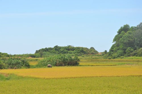 Cô Tô xanh…