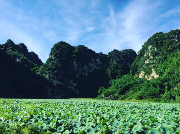 Đầm sen An Phú ở Hà Nội đẹp mê mẩn khi vào mùa