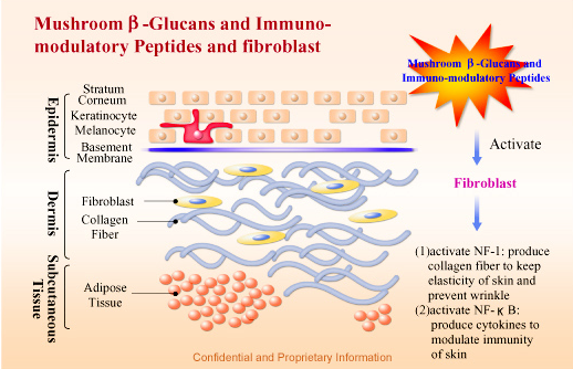 Beta Glucan – Thành phần dưỡng ẩm “tuyệt vời” không thua gì Hyaluronic Acid mà ít ai biết