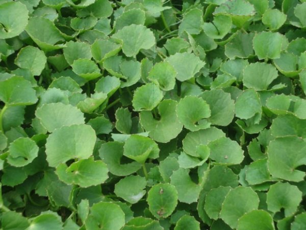 Lấy thứ rau rẻ tiền này giã ra rồi đắp lên mặt bao nhiêu mụn trứng cá cũng hết sạch sau một tuần