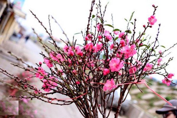 Bí quyết giữ hoa đào tươi lâu trong dịp Tết