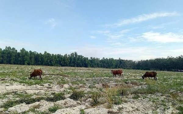 Bình Dương chấn chỉnh tình trạng bát nháo phân lô, bán nền