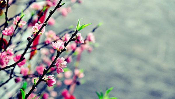 Cách làm hoa đào nở đúng Tết