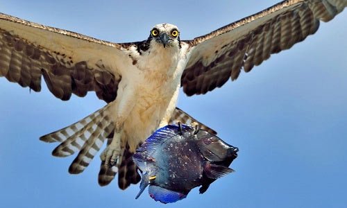 Chim ó quắp cá đuôi gai lao vút lên trời