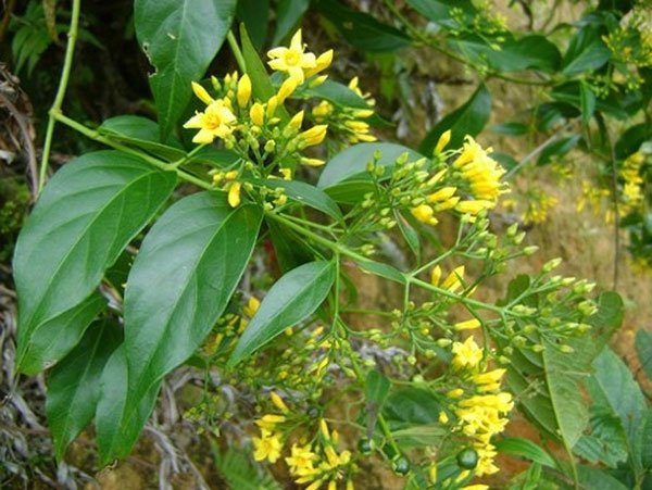 Độc dược trong phim cổ trang Trung Quốc có thật không?