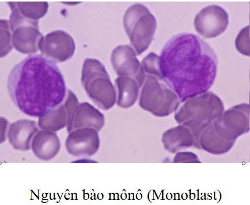 Mono trong xét nghiệm máu là gì?
