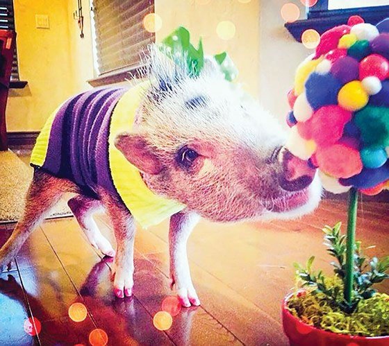 Năm Hợi bàn chuyện lạ về heo