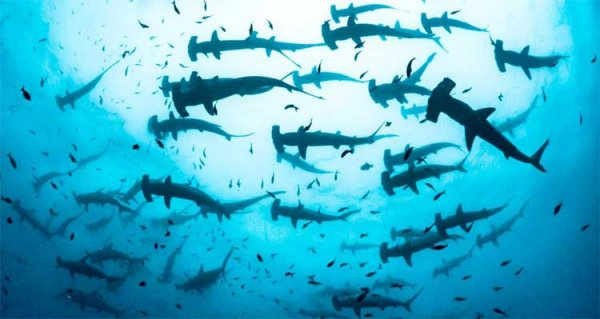 Nhà sinh vật học chạm trán đàn cá mập búa hàng trăm con
