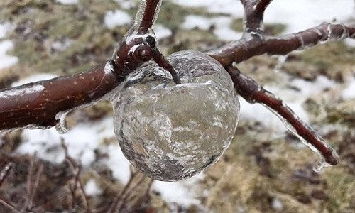 'Táo ma' xuất hiện trong vườn cây ở Mỹ