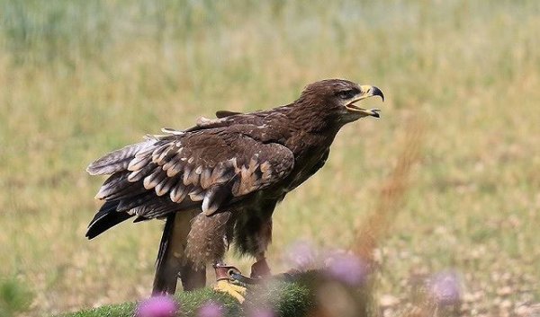 Tìm hiểu về đặc điểm ngoại hình của đại bàng thảo nguyên