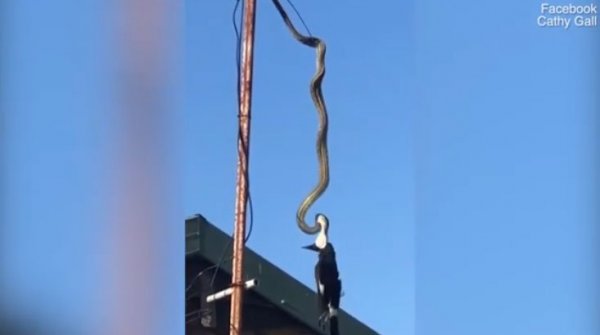 Trăn treo ngược trên cột ăng ten siết chết chim