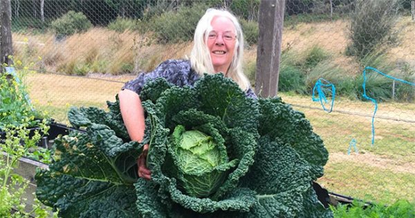 Vợ chồng người Úc trồng được cây cải bắp khổng lồ