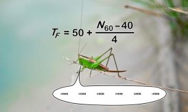 Sai lầm quá khứ dẫn đến thảm họa thỏ hoang ở Úc